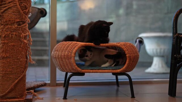 Curious fluffy black cat jumping and walking on modern wicker cat tree another feline rests inside. Concept of daily life and playful interaction of two domestic pets at home. Shooting in slow motion.