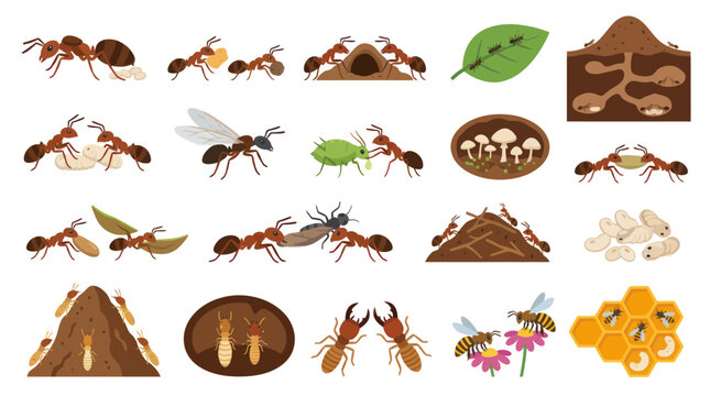 Insects and Ants Vector Icons: Science, Nature, Biology, Wildlife, Entomology