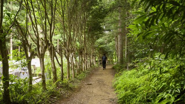 Kumano Kodo Nakahechi Trail: From Fushiogami-oji Shrine Ruins to Kumano Hongu Taisha Shrine, UNESCO World Heritage Site, Tanabe, Wakayama, Japan　世界遺産・熊野古道 中辺路「伏拝王子跡から熊野本宮大社へ」和歌山県田辺市