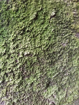High resolution macro texture of a distressed wall completely covered in thick green moss and natural algae growth, creating a rustic organic pattern backdrop.
