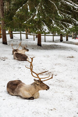雪景色の中のトナカイ / Reindeer in a Snowy Winter Landscape © 結衣 古賀
