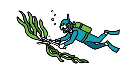Scuba diver harvesting kelp seaweed with scissors. © Bolo