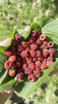 Freshly Picked: The Perfect Handful of Raspberries