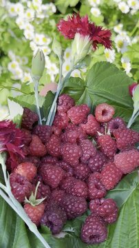 Nature's Candy: Harvesting Fresh Raspberries