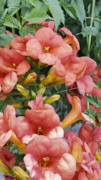 Beautiful Chinese Trumpet Vine Blooming in a Summer Garden