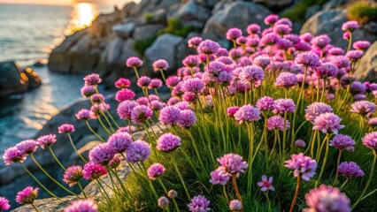 Fototapeta premium Pink sea thrift flowers growing among rocky terrain