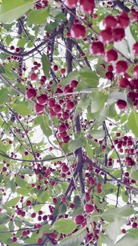 Looking Up at a Bountiful Sour Cherry Tree
