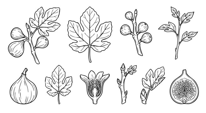 Fig tree botanical hand drawn branch leaf fruit flower and bud collection vector illustration