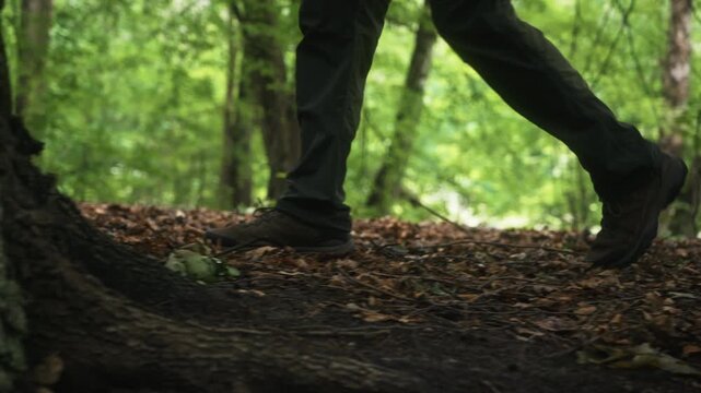 Cinematic side view tracking shot following man walking through deciduous woodland covered with fallen leaves. Smooth low angle camera movement passing tree trunks during hiking, nature exploration