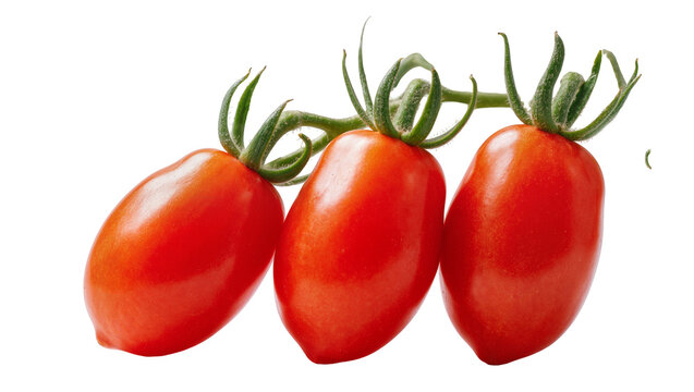 Isolated three fresh ripe red plum cherry tomatoes on a vine ready for cooking