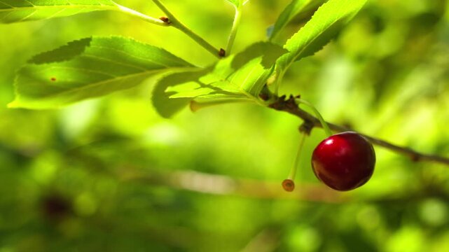 Close-up of a Single Ripe Red Cherry Hanging on a Branch in the Orchard