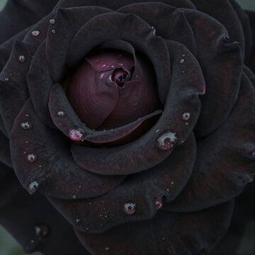 close-up of dark rose with water droplets, concept of beauty in nature and delicate elegance
