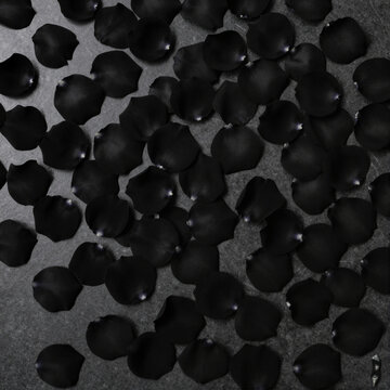 elegant black rose petals scattered on a dark surface evoking mystery and sophistication