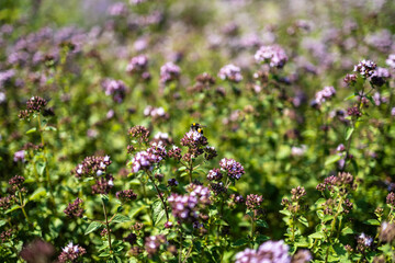 Obraz premium Wild oregano field in full bloom with a pollinating bumblebee wide angle