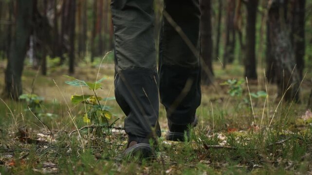Slow motion tracking shot following male hiker walking through pine forest in summer. Daylight low angle gimbal movement capturing outdoor adventure, trekking, nature exploration and active lifestyle