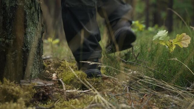 Slow motion slider style tracking shot of male hiking boot stepping onto soft green moss beside pine tree. Cinematic close-up capturing forest floor, outdoor adventure and nature exploration