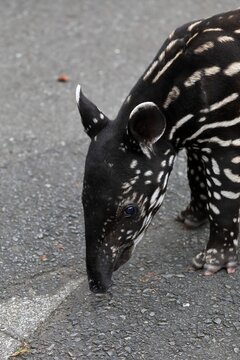 うり坊柄が可愛いマレーバクの赤ちゃんの横顔