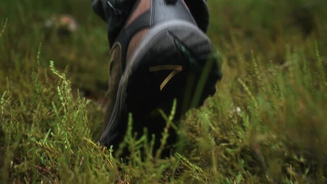 Slow motion tracking shot following male hiker walking through pine forest covered with green juniper, moss and low shrubs. Smooth gimbal camera movement, outdoor adventure and nature exploration