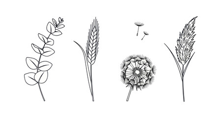 Minimalist botanical line art of eucalyptus wheat and dandelion © Ghiska