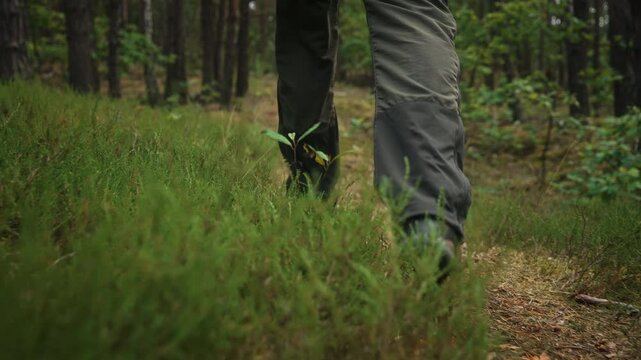 Slow motion tracking shot following male hiker walking through pine forest in summer. Daylight low angle gimbal movement capturing outdoor adventure, trekking, nature exploration and active lifestyle
