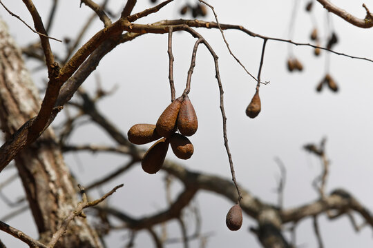 Wild jatoba fruits on native tree with hard brown pods in Brazilian nature