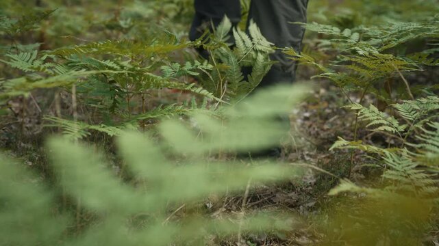 Slow motion low angle gimbal follow shot of man hiking through dense juniper and fern in pine forest. Forest vegetation fills foreground creating an immersive trekking and wilderness adventure scene