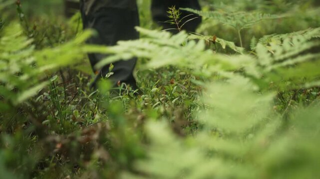 Low angle slow motion footage of man walking through dense forest undergrowth with juniper and fern. Smooth gimbal follow shot capturing immersive hiking, wilderness exploration and outdoor travel