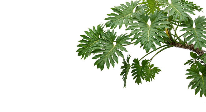 foreground green leafy plants on a transparent background