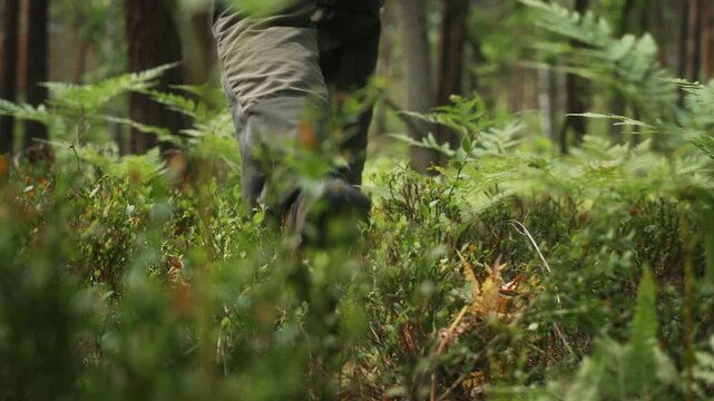Cinematic tracking shot following man walking through green juniper and fern in pine woodland. Low camera movement passes through dense forest plants in slow motion during outdoor hiking adventure