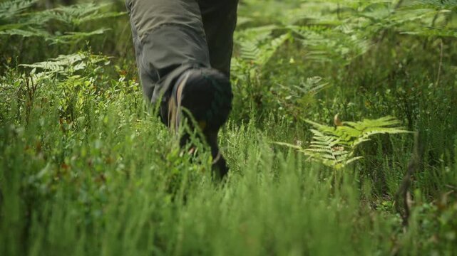 Slow motion low angle gimbal follow shot of man hiking through dense juniper and fern in pine forest. Forest vegetation fills foreground creating an immersive trekking and wilderness adventure scene