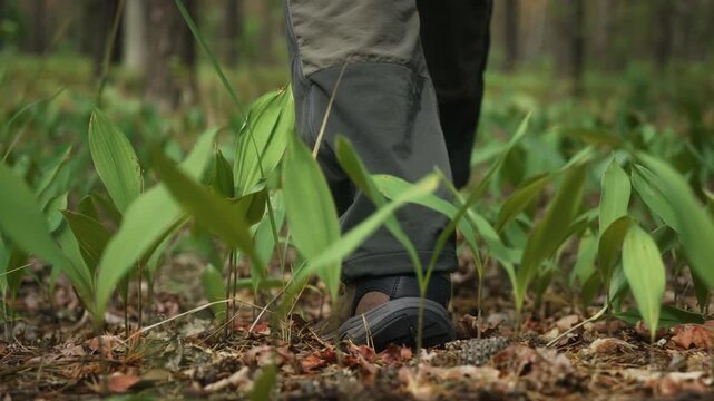 Rear view of male person walking through pine woodland in slow motion. Cinematic gimbal follow close-up shot showing hiking, forest trail, outdoor recreation, wilderness exploration and nature travel