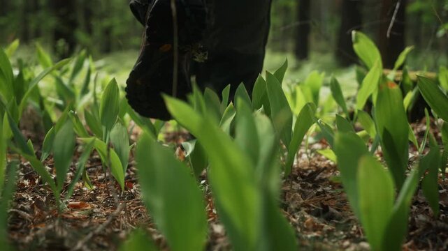 Slow motion tracking shot following male hiker walking through pine forest in summer. Daylight low angle gimbal movement capturing outdoor adventure, trekking, nature exploration and active lifestyle