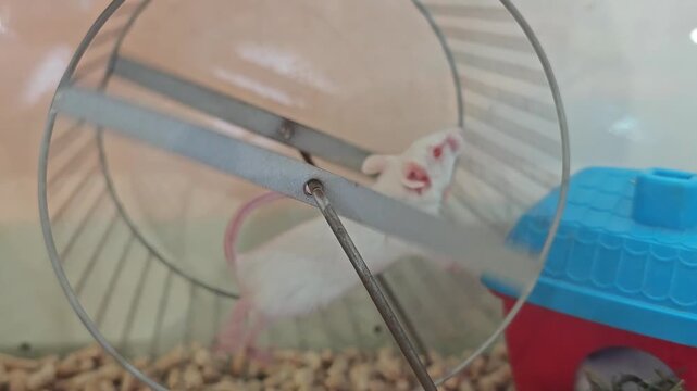 Mice run on a wheel inside a cage during the afternoon in a pet store