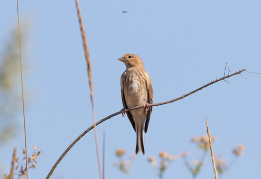 Female Eurasian Linnet Songbird Perched on Branch with Blue Sky Background