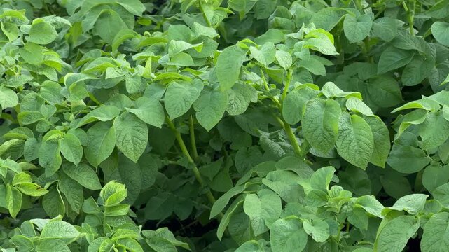  Green potato plants growing in agricultural field, leafy vegetable crop cultivation, organic farming, fresh produce, sustainable agriculture, vegetable garden.