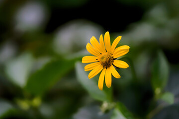 Obraz premium Bright false sunflower standing out in a summer garden with soft bokeh. Perfect for horticulture marketing, wellness concepts, and eco-friendly nature backgrounds. Photo