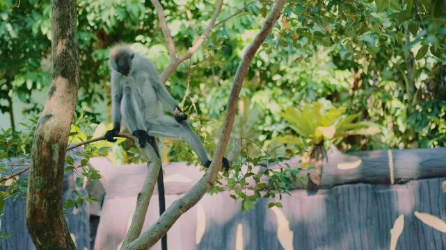 Medium shot of gray monkeys sitting on branches in a zoo during a bright sunny day. One monkey jumps from a branch while another eats food on the branch.