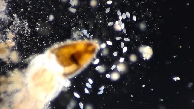 Active Paramecium ciliates and living microorganisms under darkfield microscope