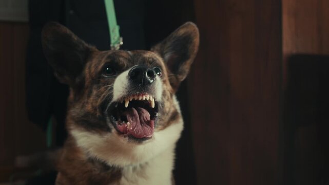 Aggressive barking dog shows dangerous teeth. Combat dog, Angry Animal hard attack head detail, Barking at a person on camera, security Fighting dogs