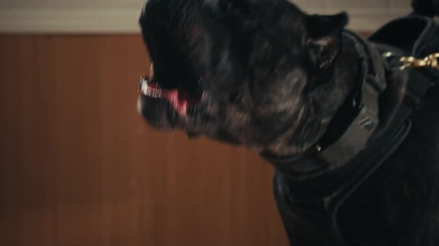 Aggressive barking dog shows dangerous teeth. Combat dog, Angry Animal hard attack head detail, Barking at a person on camera, security Fighting dogs