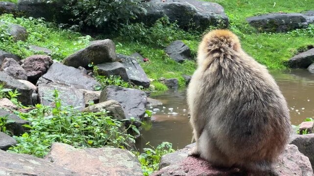 Barbary macaque sitting on a rock near a stream in France, relaxing in nature and looking around, enjoying the scenery in a natural habitat.