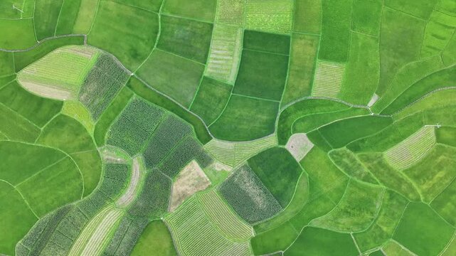 Aerial top view of vibrant green rice terraces and agricultural fields in Cao Bang province, Vietnam, creating a beautiful natural geometric pattern.