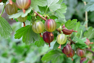 Gooseberries Growing on a Branch in a Garden Ribes uva-crispa © Irina