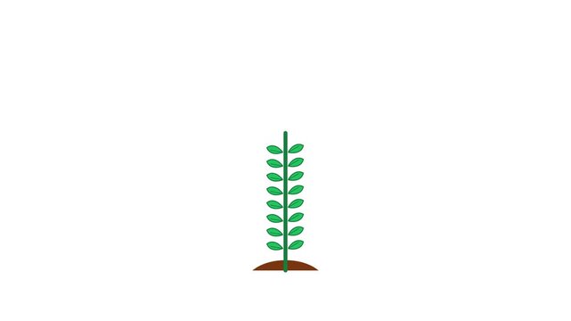 Small green plant growing rapidly from soil in this minimalist digital animation motion footage showing nature life cycle development process