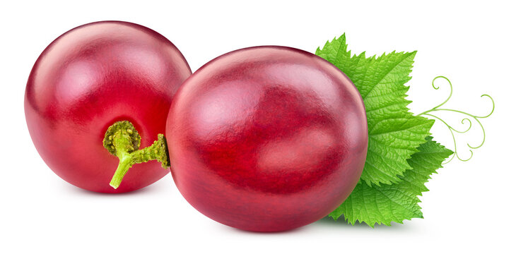 Organic red grapes with leaves close up. Grapes isolated on white background with clipping path