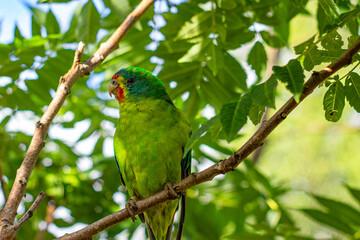 Obraz premium Australian swift parrot (Lathamus discolor) at Skansen Zoo in Stockholm, Sweden