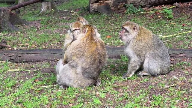 Barbary macaques roam freely in France, foraging and interacting in their natural habitat. Wildlife footage of monkeys in a forest setting with the adults taking care of a child.