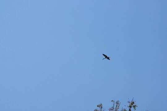 crane or Grus grus or Sandhill Crane flying high up against the sun in the blue sky. bird flying in blue sky in the sun rise and sun flare