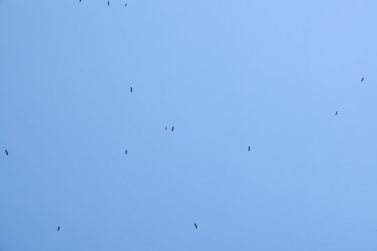 crane or Grus grus or Sandhill Crane flying high up against the sun in the blue sky. bird flying in blue sky in the sun rise and sun flare