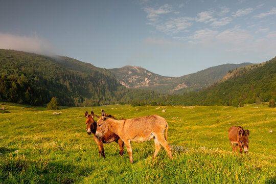 Donkeys graze in a lush alpine meadow, capturing the essence of wilderness tourism in Monte Baldo Natural Park, Malga Campo, Brentonico, Trentino, Veneto, Italy.